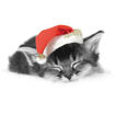 Picture of PACK X16 DOG & CAT CHRISTMAS CARDS (2 DESIGNS)